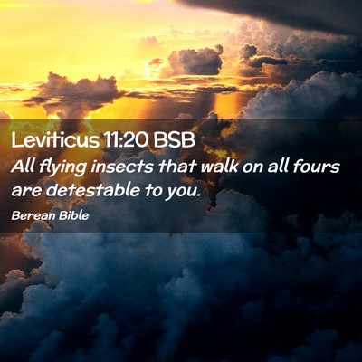 Picture 02 - Leviticus 11:20 BSB - All flying insects that walk on all fours are - Bible Verse Picture