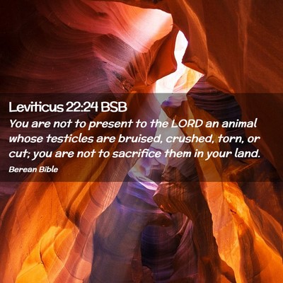 Picture 02 - Leviticus 22:24 BSB - You are not to present to the LORD an animal - Bible Verse Picture