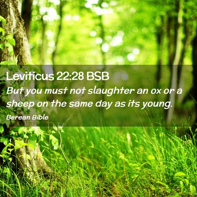 Picture 02 - Leviticus 22:28 BSB - But you must not slaughter an ox or a sheep on - Bible Verse Picture