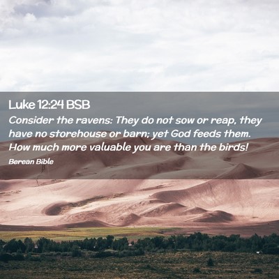 Picture 02 - Luke 12:24 BSB - Consider the ravens: They do not sow or reap, - Bible Verse Picture