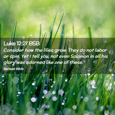 Picture 02 - Luke 12:27 BSB - Consider how the lilies grow: They do not labor - Bible Verse Picture