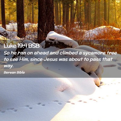 Picture 02 - Luke 19:4 BSB - So he ran on ahead and climbed a sycamore tree to - Bible Verse Picture