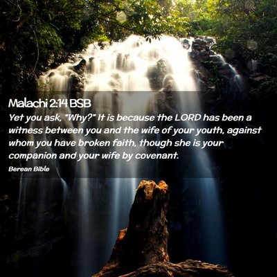 Picture 02 - Malachi 2:14 BSB - Yet you ask, “Why?” It is because the LORD - Bible Verse Picture