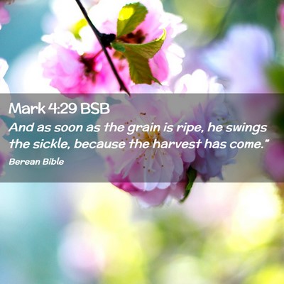 Picture 02 - Mark 4:29 BSB - And as soon as the grain is ripe, he swings the - Bible Verse Picture