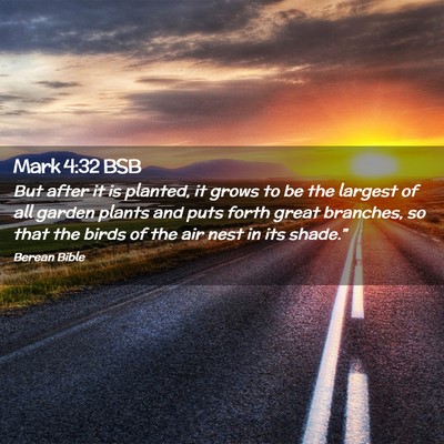 Picture 02 - Mark 4:32 BSB - But after it is planted, it grows to be the - Bible Verse Picture