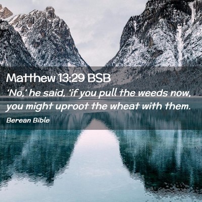 Picture 02 - Matthew 13:29 BSB - ‘No,’ he said, ‘if you pull the weeds now, - Bible Verse Picture
