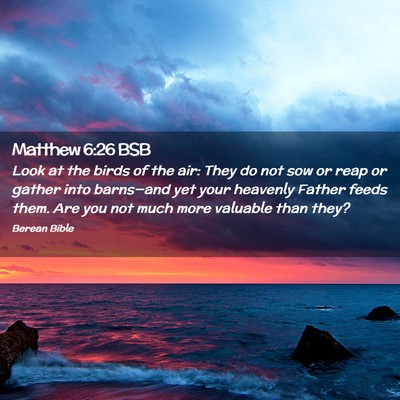 Picture 02 - Matthew 6:26 BSB - Look at the birds of the air: They do not sow or - Bible Verse Picture