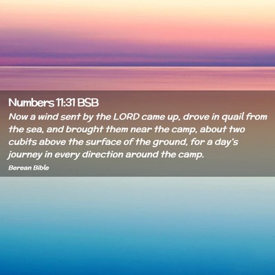 Picture 02 - Numbers 11:31 BSB - Now a wind sent by the LORD came up, drove in - Bible Verse Picture