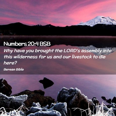 Picture 02 - Numbers 20:4 BSB - Why have you brought the LORD’s assembly into - Bible Verse Picture