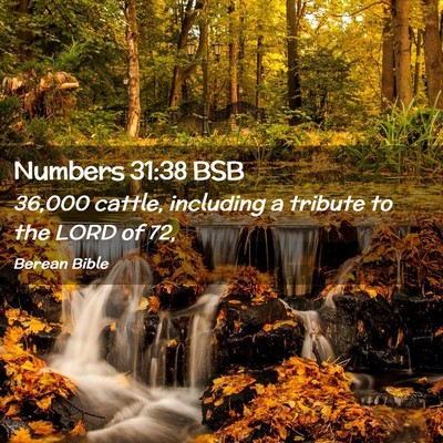 Picture 02 - Numbers 31:38 BSB - 36,000 cattle, including a tribute to the LORD of - Bible Verse Picture