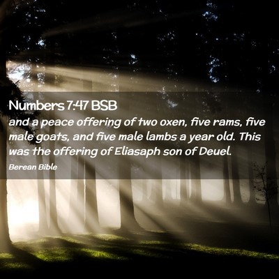 Picture 02 - Numbers 7:47 BSB - and a peace offering of two oxen, five rams, five - Bible Verse Picture