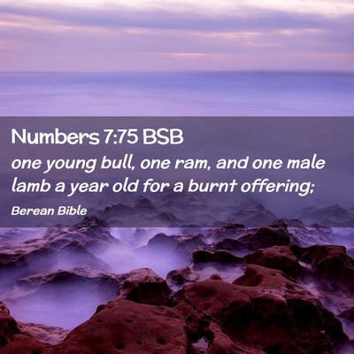 Picture 02 - Numbers 7:75 BSB - one young bull, one ram, and one male lamb a year - Bible Verse Picture
