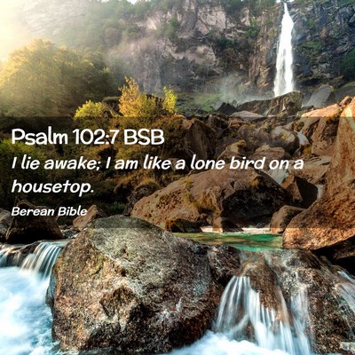 Picture 02 - Psalm 102:7 BSB - I lie awake; I am like a lone bird on a - Bible Verse Picture