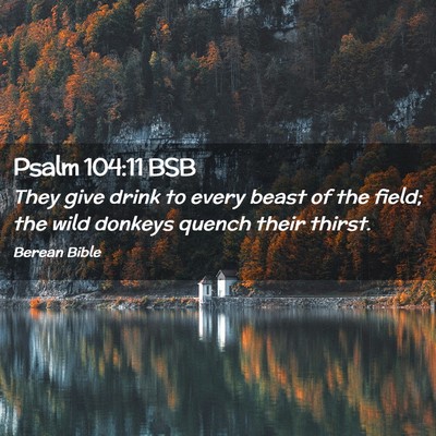 Picture 02 - Psalm 104:11 BSB - They give drink to every beast of the field; the - Bible Verse Picture