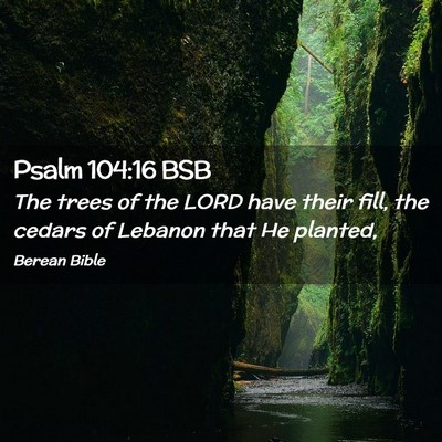 Picture 02 - Psalm 104:16 BSB - The trees of the LORD have their fill, the cedars - Bible Verse Picture