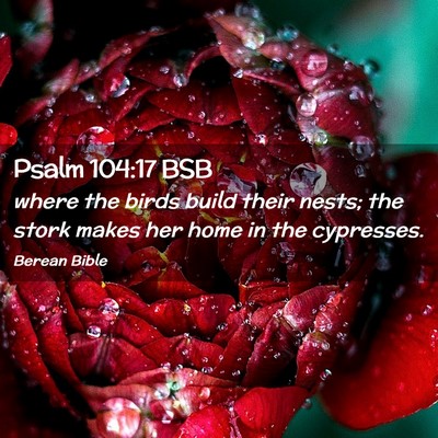 Picture 02 - Psalm 104:17 BSB - where the birds build their nests; the stork - Bible Verse Picture