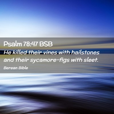 Picture 02 - Psalm 78:47 BSB - He killed their vines with hailstones and their - Bible Verse Picture
