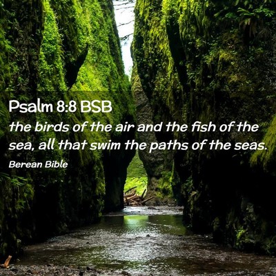 Picture 02 - Psalm 8:8 BSB - the birds of the air and the fish of the sea, all - Bible Verse Picture