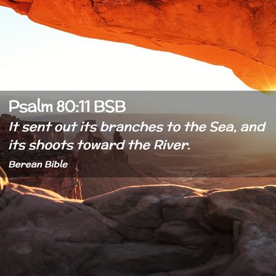 Picture 02 - Psalm 80:11 BSB - It sent out its branches to the Sea, and its - Bible Verse Picture