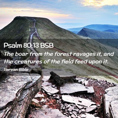 Picture 02 - Psalm 80:13 BSB - The boar from the forest ravages it, and the - Bible Verse Picture