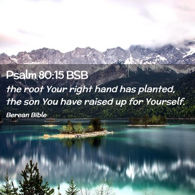 Picture 02 - Psalm 80:15 BSB - the root Your right hand has planted, the son You - Bible Verse Picture