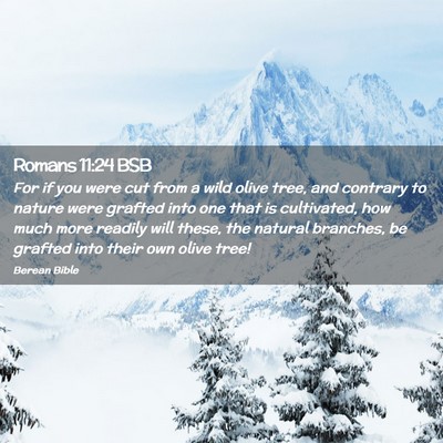 Picture 02 - Romans 11:24 BSB - For if you were cut from a wild olive tree, and - Bible Verse Picture