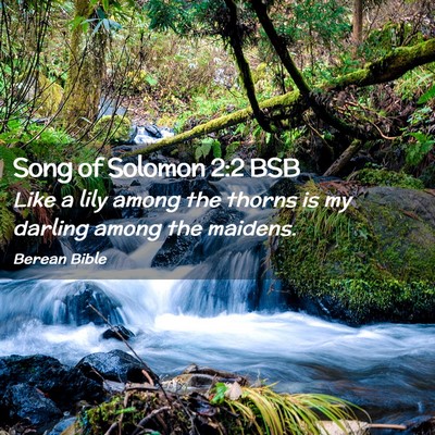 Picture 02 - Song of Solomon 2:2 BSB - Like a lily among the thorns is my darling among - Bible Verse Picture