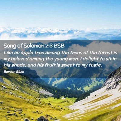 Picture 02 - Song of Solomon 2:3 BSB - Like an apple tree among the trees of the forest - Bible Verse Picture