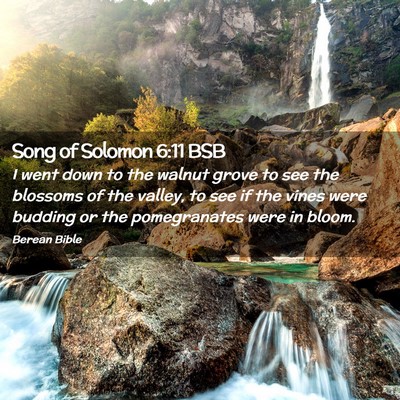 Picture 02 - Song of Solomon 6:11 BSB - I went down to the walnut grove to see the - Bible Verse Picture