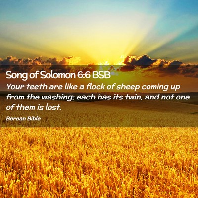 Picture 02 - Song of Solomon 6:6 BSB - Your teeth are like a flock of sheep coming up - Bible Verse Picture