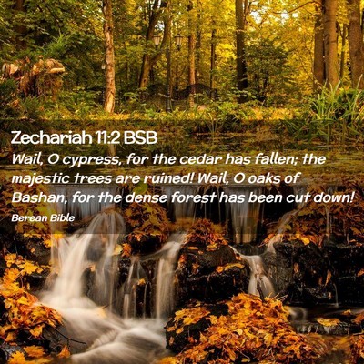 Picture 02 - Zechariah 11:2 BSB - Wail, O cypress, for the cedar has fallen; the - Bible Verse Picture