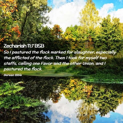 Picture 02 - Zechariah 11:7 BSB - So I pastured the flock marked for slaughter, - Bible Verse Picture