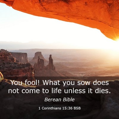Picture 03 - 1 Corinthians 15:36 BSB - You fool! What you sow does not come to life - Bible Verse Picture