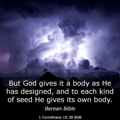 Picture 03 - 1 Corinthians 15:38 BSB - But God gives it a body as He has designed, and - Bible Verse Picture
