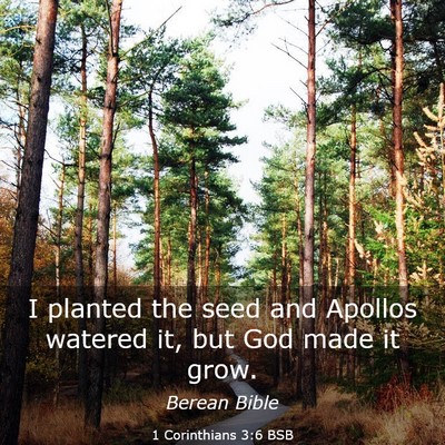 Picture 03 - 1 Corinthians 3:6 BSB - I planted the seed and Apollos watered it, but - Bible Verse Picture