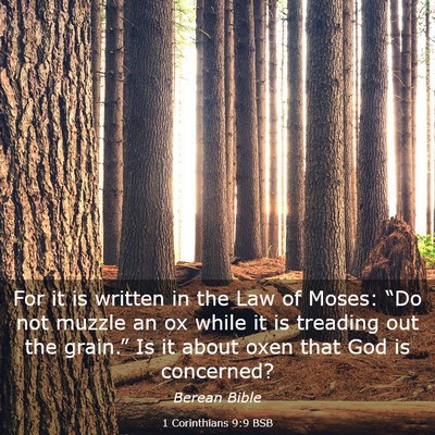 Picture 03 - 1 Corinthians 9:9 BSB - For it is written in the Law of Moses: “Do not - Bible Verse Picture
