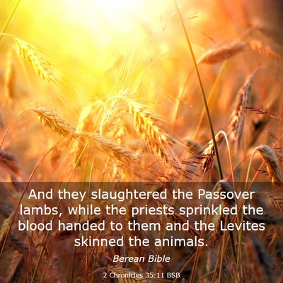 Picture 03 - 2 Chronicles 35:11 BSB - And they slaughtered the Passover lambs, while - Bible Verse Picture
