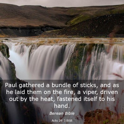 Picture 03 - Acts 28:3 BSB - Paul gathered a bundle of sticks, and as he laid - Bible Verse Picture