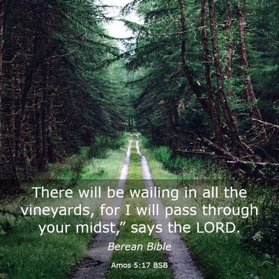 Picture 03 - Amos 5:17 BSB - There will be wailing in all the vineyards, for I - Bible Verse Picture