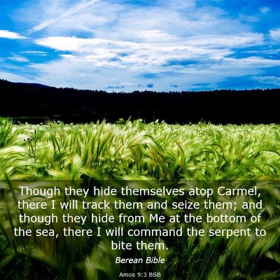 Picture 03 - Amos 9:3 BSB - Though they hide themselves atop Carmel, there I - Bible Verse Picture