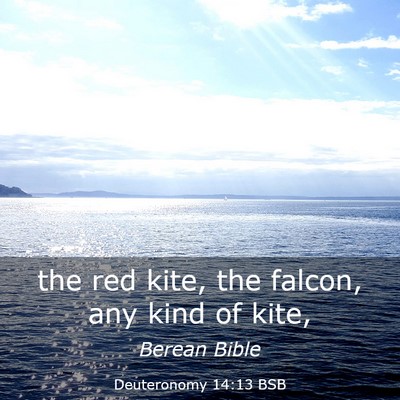 Picture 03 - Deuteronomy 14:13 BSB - the red kite, the falcon, any kind of - Bible Verse Picture
