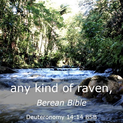 Picture 03 - Deuteronomy 14:14 BSB - any kind of - Bible Verse Picture