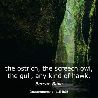 Picture 03 - Deuteronomy 14:15 BSB - the ostrich, the screech owl, the gull, any kind - Bible Verse Picture