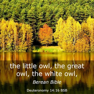 Picture 03 - Deuteronomy 14:16 BSB - the little owl, the great owl, the white - Bible Verse Picture