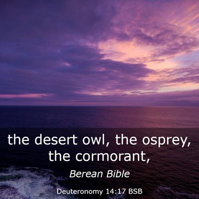 Picture 03 - Deuteronomy 14:17 BSB - the desert owl, the osprey, the - Bible Verse Picture
