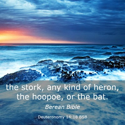 Picture 03 - Deuteronomy 14:18 BSB - the stork, any kind of heron, the hoopoe, or the - Bible Verse Picture