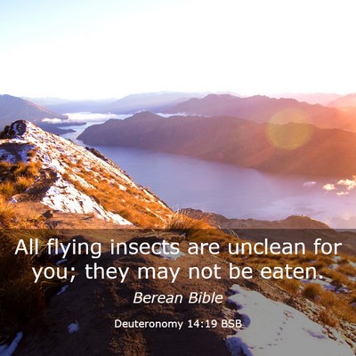 Picture 03 - Deuteronomy 14:19 BSB - All flying insects are unclean for you; they may - Bible Verse Picture