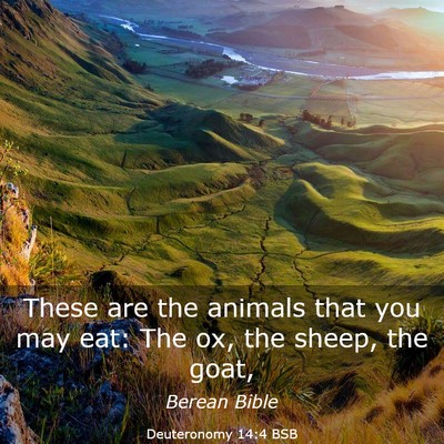 Picture 03 - Deuteronomy 14:4 BSB - These are the animals that you may eat: The ox, - Bible Verse Picture