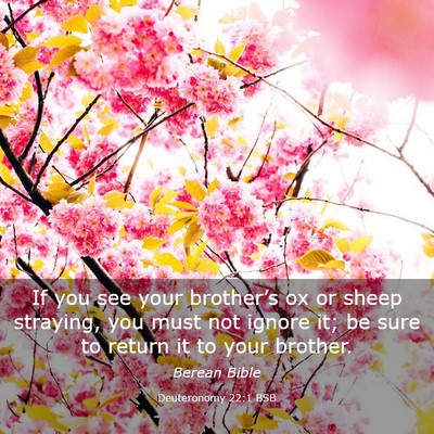 Picture 03 - Deuteronomy 22:1 BSB - If you see your brother’s ox or sheep straying, - Bible Verse Picture