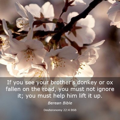 Picture 03 - Deuteronomy 22:4 BSB - If you see your brother’s donkey or ox fallen - Bible Verse Picture